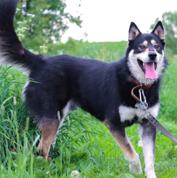 Собаки в добрые руки - Ромул - 1