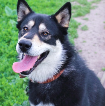 Собаки в добрые руки - Ромул - 3