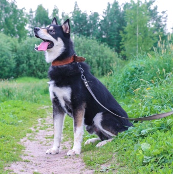 Собаки в добрые руки - Ромул - 4