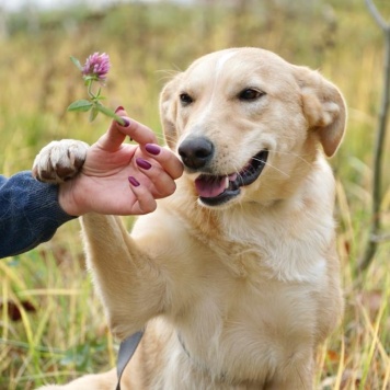 Слива - Собаки в добрые руки