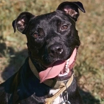 Наскар - Собаки в добрые руки