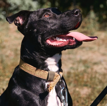 Собаки в добрые руки - Наскар - 1