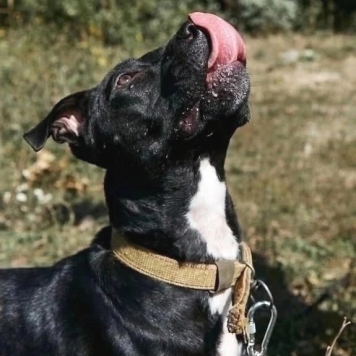 Собаки в добрые руки - Наскар - 2