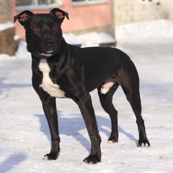 Собаки в добрые руки - Наскар - 3