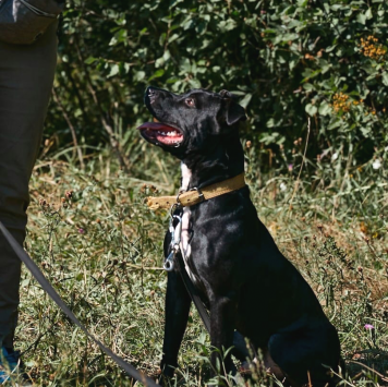 Собаки в добрые руки - Наскар - 3
