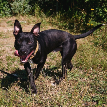 Собаки в добрые руки - Наскар - 4