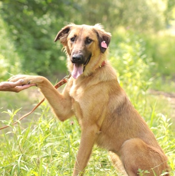 Собаки в добрые руки - Настя - 2