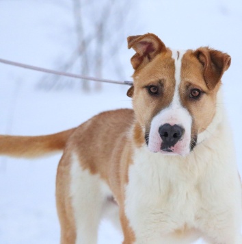Январ - Собаки в добрые руки