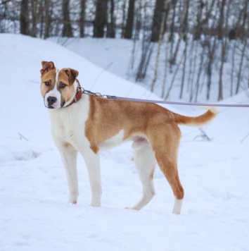 Собаки в добрые руки - Январ - 1