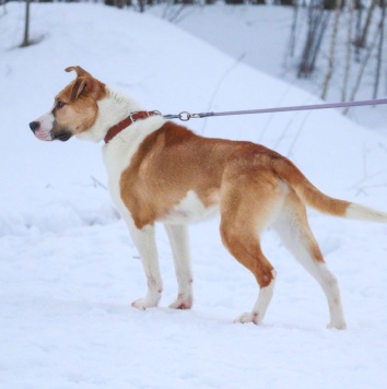 Собаки в добрые руки - Январ - 2