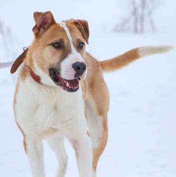 Собаки в добрые руки - Январ - 4