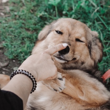 Собаки в добрые руки - Рада - 3