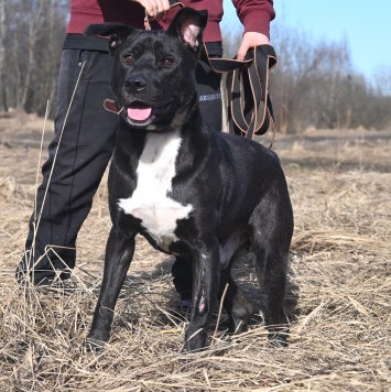 Собаки в добрые руки - Тодес - 1
