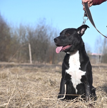 Собаки в добрые руки - Тодес - 2