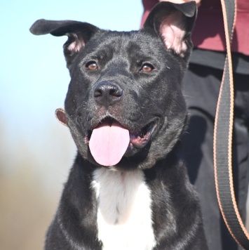 Собаки в добрые руки - Тодес - 3