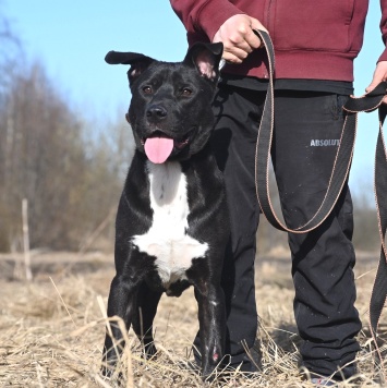 Собаки в добрые руки - Тодес - 4