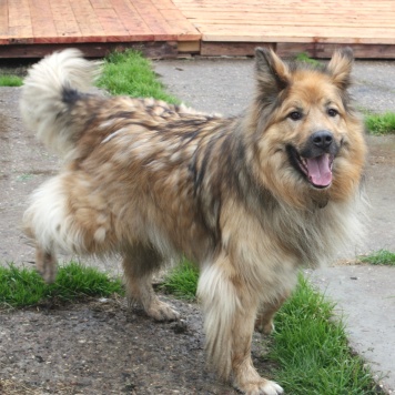 Миша - Собаки в добрые руки