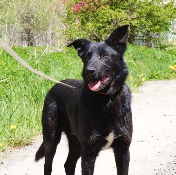 Собаки в добрые руки - Тошка