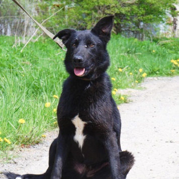 Собаки в добрые руки - Тошка - 2