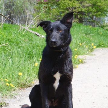 Собаки в добрые руки - Тошка - 3