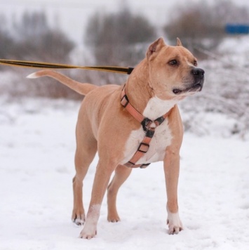 Грейсон - Собаки в добрые руки