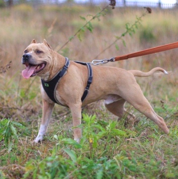 Грейсон - Собаки в добрые руки