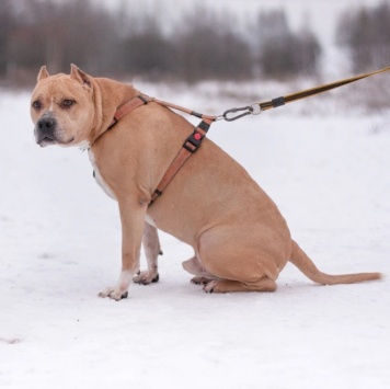 Собаки в добрые руки - Грейсон - 1