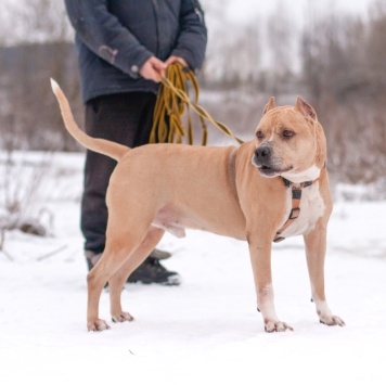 Собаки в добрые руки - Грейсон - 2