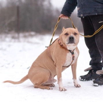 Собаки в добрые руки - Грейсон - 3