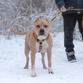 Собаки в добрые руки - Грейсон - 4