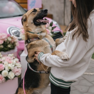 Собаки в добрые руки - Оушен - 1
