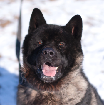 Собаки в добрые руки - Вегас