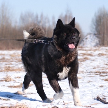 Собаки в добрые руки - Вегас - 2