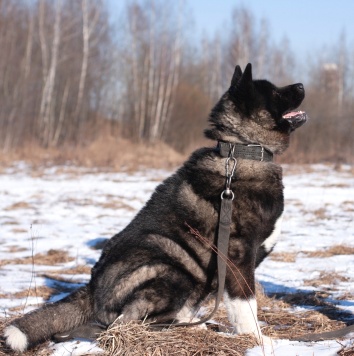 Собаки в добрые руки - Вегас - 3