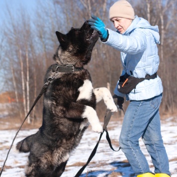 Собаки в добрые руки - Вегас - 4