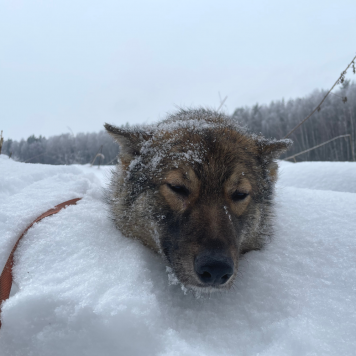 Собаки в добрые руки - Дакота