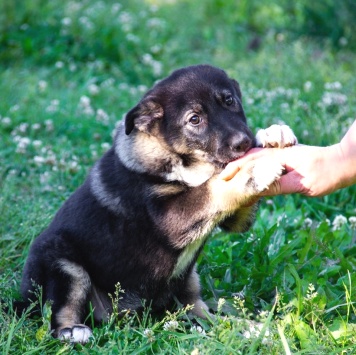 Нуара - Собаки в добрые руки
