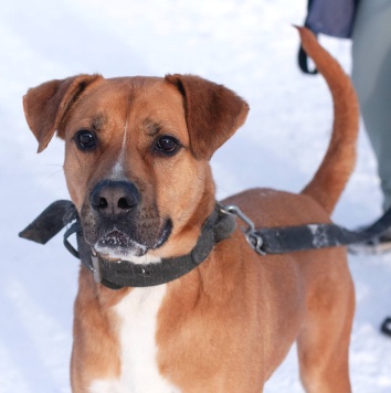 Собаки в добрые руки - Мартин