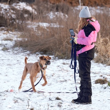 Собаки в добрые руки - Мартин - 1