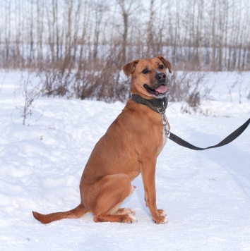 Собаки в добрые руки - Мартин - 2