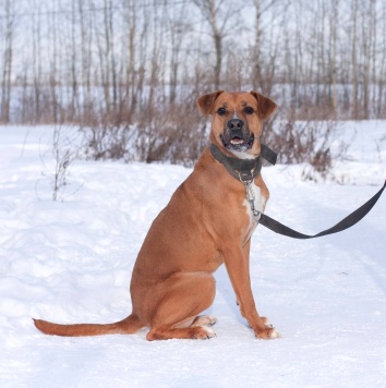 Собаки в добрые руки - Мартин - 3