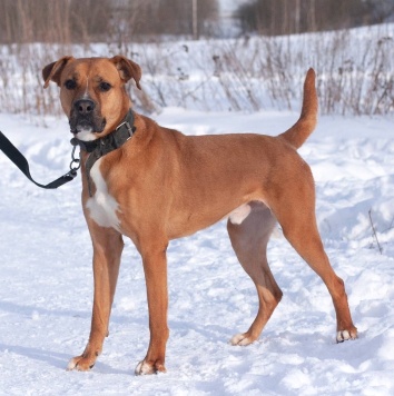 Собаки в добрые руки - Мартин - 4