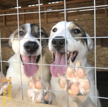 Собаки в добрые руки - Буч и Белла