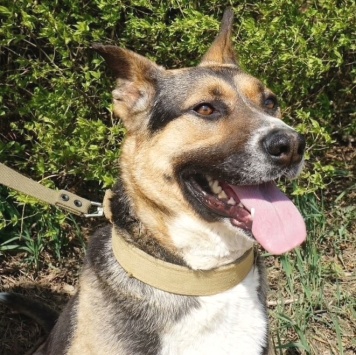 Собаки в добрые руки - Юкки - 1