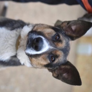 Собаки в добрые руки - Юкки - 2