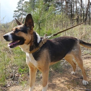 Собаки в добрые руки - Юкки - 3