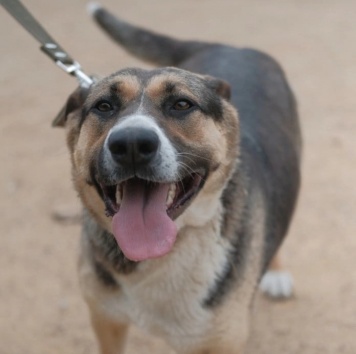 Собаки в добрые руки - Юкки - 4