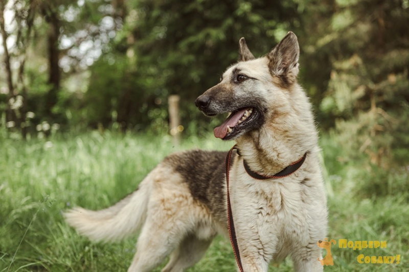 Макс - 4 года - Породистая - Немецкая овчарка - Московская область Клин -  собаки в добрые руки