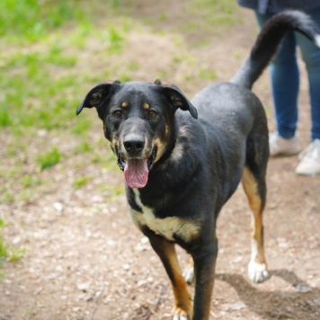 Собаки в добрые руки - Бадди