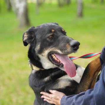 Собаки в добрые руки - Бадди - 1